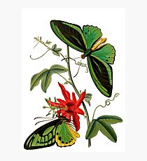 FF - Butterfly-5 Photographic Print