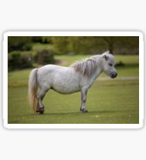 Miniature Horse. Sticker