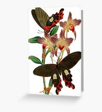 FF - Butterfly-6 Greeting Card