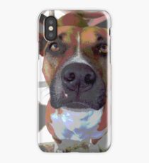 pit bull iPhone Case/Skin