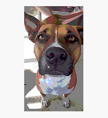 pit bull Photographic Print