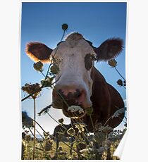 Cow Poster