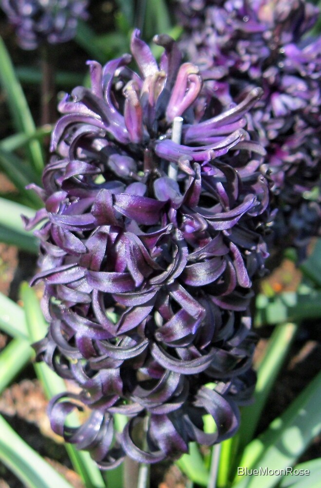 “Midnight Mystique - Dark Hyacinth” by BlueMoonRose | Redbubble