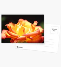 Rose For My Mum Postcards