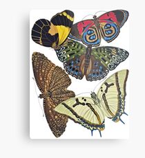 FF - Butterfly-7 Metal Print