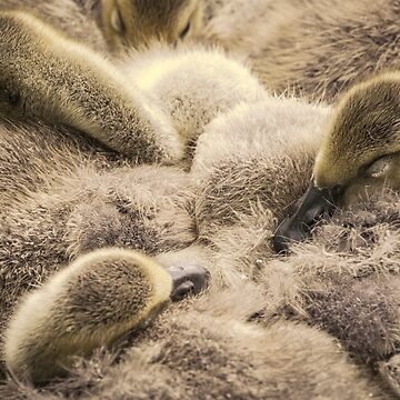 Artwork thumbnail, Snuggling gosling family by AYatesPhoto