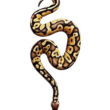 Boa Constrictor Black & White Art Board Print for Sale by porpoisefully