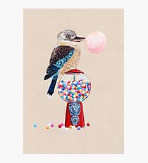 Bird gumball machine Kookaburra Photographic Print