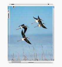 Black-necked stilt iPad Case/Skin