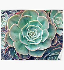SUCCULENT Poster