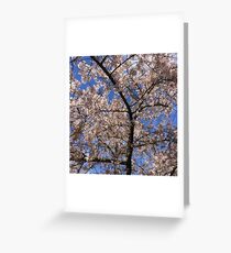 cherry blossom Greeting Card