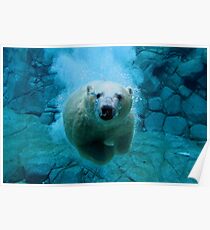 Polar Bear Dive Poster