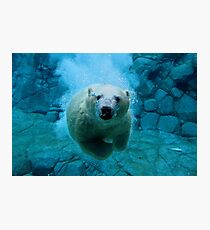 Eisbär-Tauchgang Fotodruck