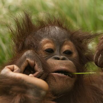 Baby Orangutan In Borneo Spiral Notebook by Gethinlane 