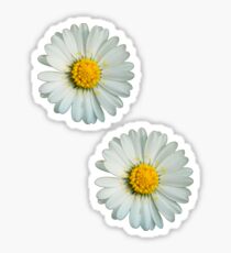 Two white daisies Sticker