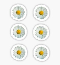 Six white daisies Sticker
