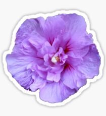 Purple hibiscus flower Sticker