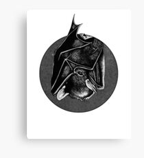 Mystacina tuberculata Canvas Print