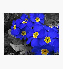 Blue Photographic Print