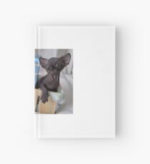 Zwei Babyschwarze Sphynxkatzen - Teufel und Engel Notizbuch