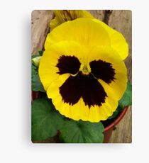 YELLOW TWO TONE PANSY Canvas Print