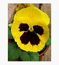 YELLOW TWO TONE PANSY Photographic Print