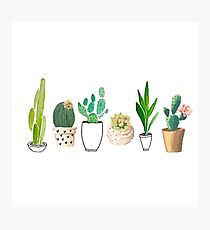 POTTED CACTI Photographic Print