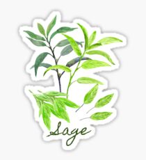 Watercolor Herb Sage Illustration Sticker