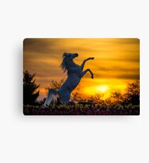 A Steed fit for a Queen.. Canvas Print