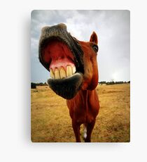 Red the smiling horse Canvas Print