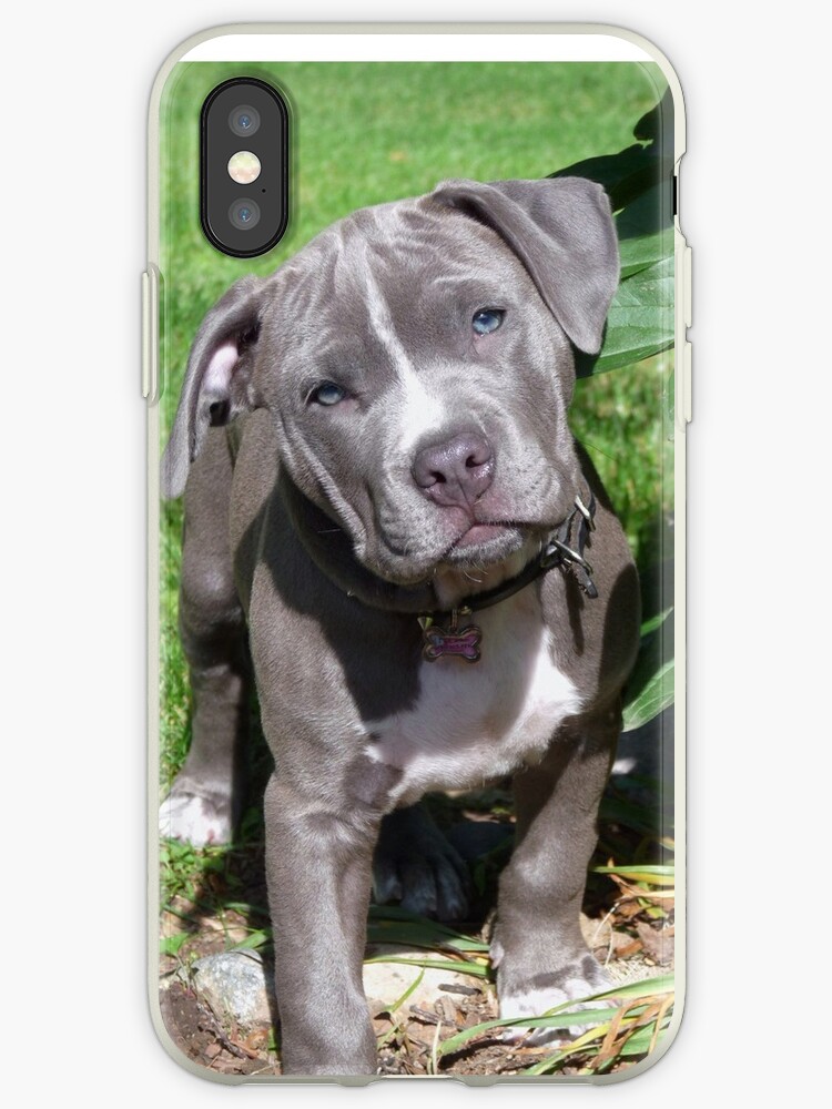 coque iphone 6 pitbull coque iphone 6 pitbull