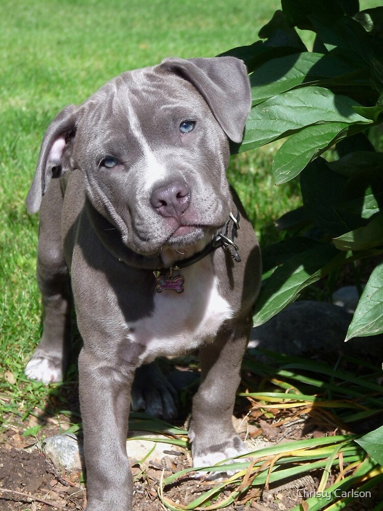 "Gorgeous Baby Pitbull Puppy Dog (Head Tilted)" by Christy Carlson