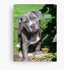 Gorgeous Baby Pitbull Puppy Dog (Head Tilted) Canvas Print