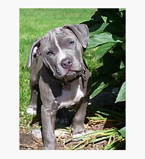 Gorgeous Baby Pitbull Puppy Dog (Head Tilted) Photographic Print
