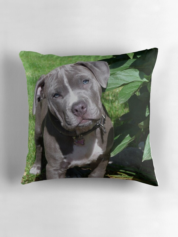 pitbull throw pillows