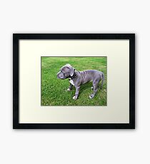 Gorgeous Baby, Blue Pit Bull Puppy Dog With Wrinkles Framed Print