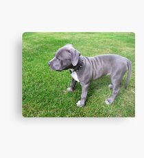 Gorgeous Baby, Blue Pit Bull Puppy Dog With Wrinkles Metal Print