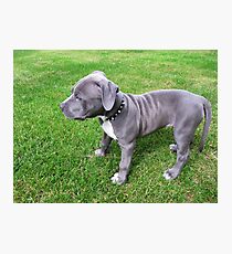 Gorgeous Baby, Blue Pit Bull Puppy Dog With Wrinkles Photographic Print