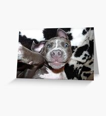 Silly, Baby, Blue Pit Bull Puppy Dog Greeting Card