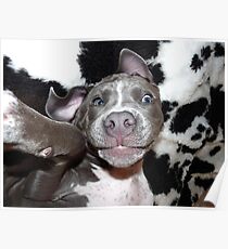 Silly, Baby, Blue Pit Bull Puppy Dog Poster