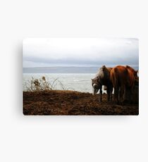 Wild horses in Donegal, Ireland Canvas Print