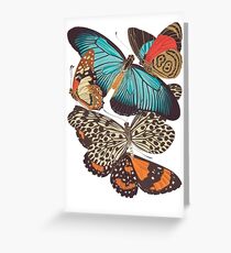 FF - Butterfly-4 Greeting Card