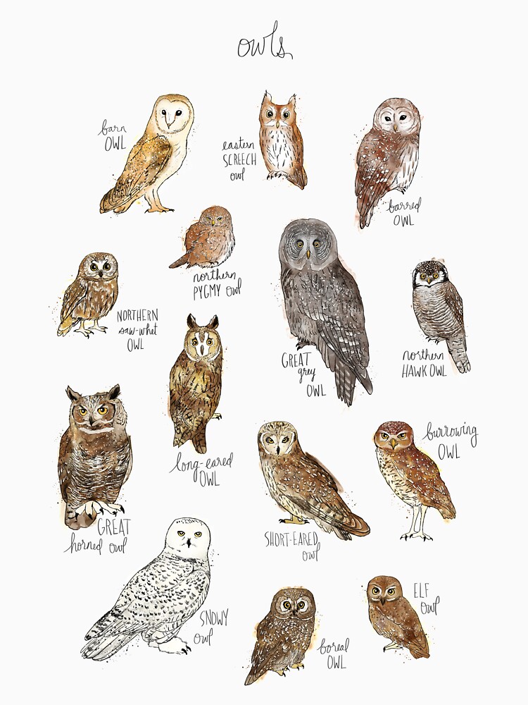 Owls by AmyHamilton