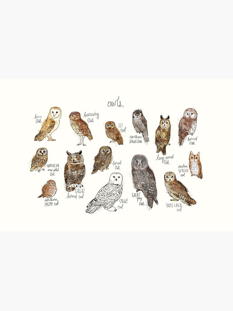 Owls by AmyHamilton