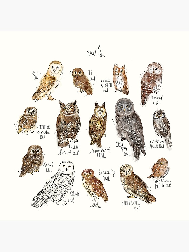 Owls by AmyHamilton