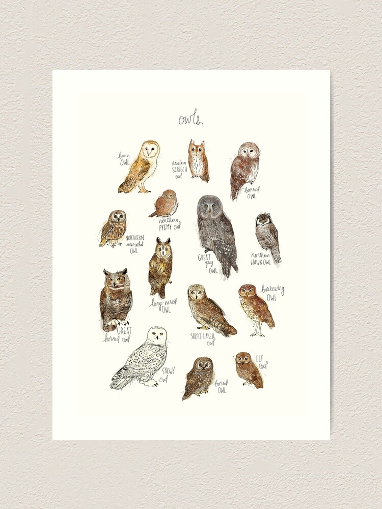 Alternate view of Owls Art Print