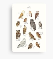 Owls Canvas Print