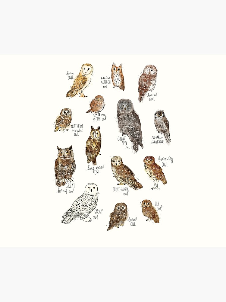 Owls by AmyHamilton