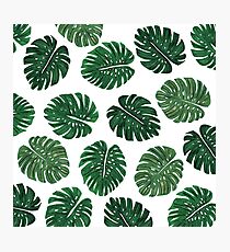 Tropical Hand Painted Swiss Cheese Plant Leaves Photographic Print
