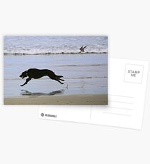 Bird And Dog Race Postcards